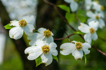 White Dogwood Flower Tree