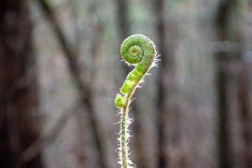 Fiddlehead Fern in the Woods