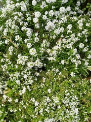 white flowers and green plants in the park 