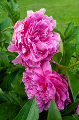 Pink Peonies Close up Petals  in the Spring