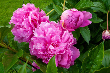 Pink Peonies Close up Petals  in the Spring