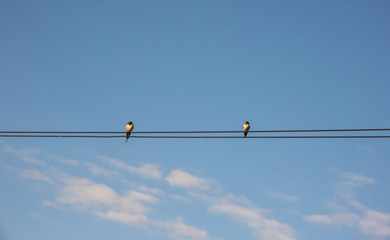 Bird perched on wires with blue sky background
