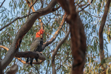 Gang-gang Cockatoo male in a tree
