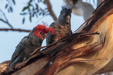 Gang-gang Cockatoos in a tree