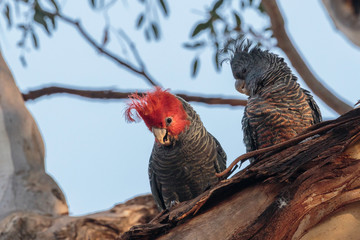 Gang-gang Cockatoos in a tree