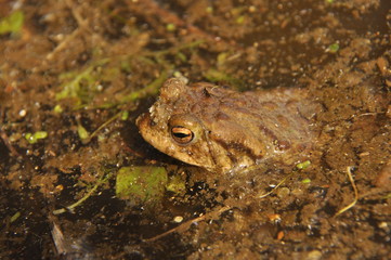 Toad. Amphibian during the spring awakening and mating