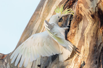 Sulphur-crested Cockatoo at a tree hollow © Jon Steinbeck