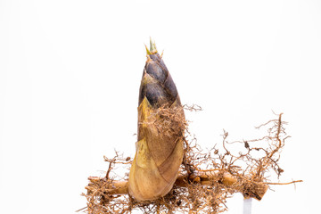 This is a bamboo shoot dug up from the root.