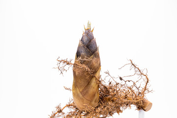 This is a bamboo shoot dug up from the root.