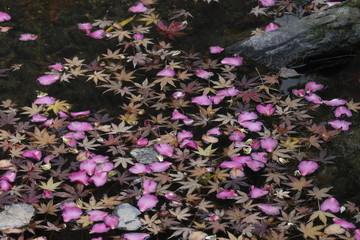 落葉と花びら