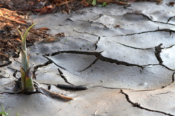 close up crack dry soil background with sprout in Thailand