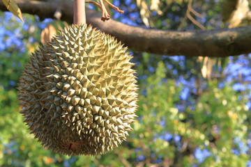 Close up King fruit, fresh delicious durian on tree in Thailand