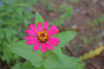 Zinnia flowers are graceful