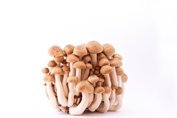 Edible mushroom isolated on white