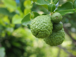bergamot