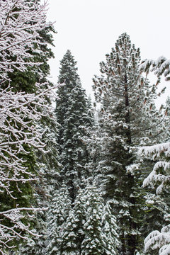Winter scene of forest trees covered in snow