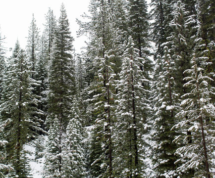 Winter scene of forest trees covered in snow