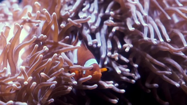 Closeup of a Clown Fish in a coral reef
