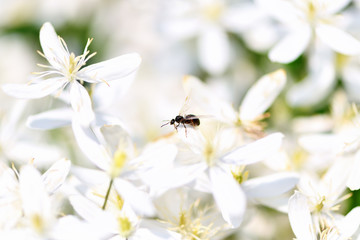 Ant . A large ant (insect) with wings sits on white clematis flowers in the garden.