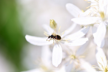 Ant . A large ant (insect) with wings sits on white clematis flowers in the garden.