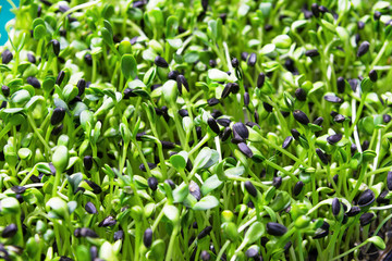 Sunflower sprouts. Lots of little green shoots.