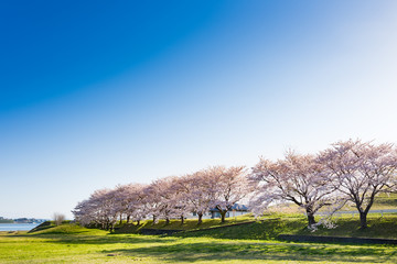 Fototapeta premium 長沼フートピア公園満開の桜並木