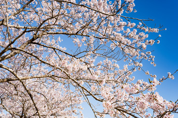 長沼フートピア公園満開の桜並木
