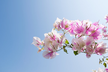 bougainvillea with blue sky background