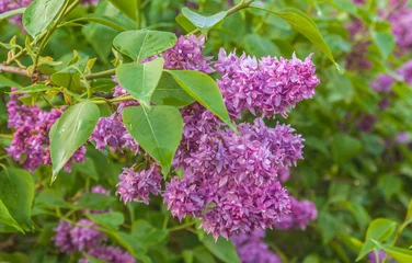 Rolgordijnen zonder boren Blooming double lilacs in the garden © Olesia Sarycheva