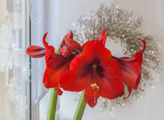 Red hippeastrum (amaryllis) against the background of a Christmas wreath