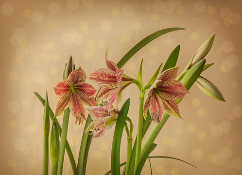 Flower Hippeastrum (amaryllis) Butterfly Group "Exotic Star" on a peach background.