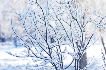 Winter landscape of the city Park on a frosty day.