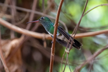 Eine freigestellte Glitzerkehlamazilie Kolibri in der Seitenansicht sitzt auf einem Ast