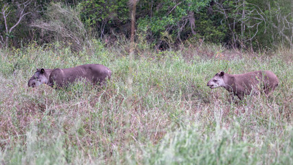 Ein Tapir Paar wandert durch die Savanne in der Seitenansicht