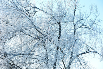 Obraz premium Winter landscape of the city Park on a frosty day.