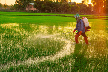 Farmers are spraying agricultural chemicals to control weeds and pests in the evening rice fields.