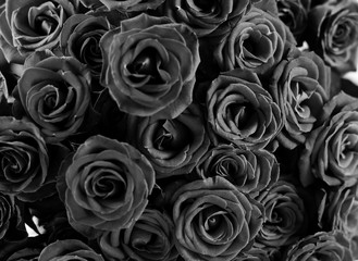  Black color close up view of natural roses. Valentin's Day concept with trendy Minimalist Black color roses flowers.Trendy 2020. 