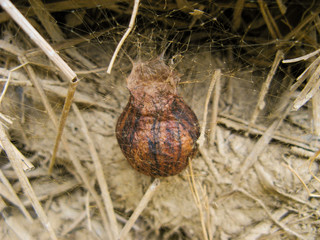 Close up Spider's nest, Cobweb spider. Spider home. A kind of spider nest in summer.