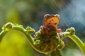 Tropical Tree Frog