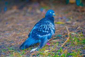 Pigeon in the Tourists destination Barcelona, Spain. Barcelona is known as an Artistic city located in the east coast of Spain..