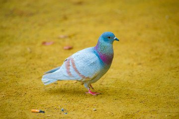 Pigeon in the Tourists destination Barcelona, Spain. Barcelona is known as an Artistic city located in the east coast of Spain..