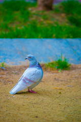 Pigeon in the Tourists destination Barcelona, Spain. Barcelona is known as an Artistic city located in the east coast of Spain..
