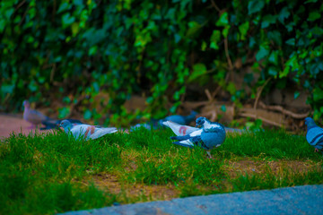 Pigeons in the Tourists destination Barcelona, Spain. Barcelona is known as an Artistic city located in the east coast of Spain..