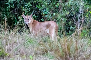 Ein Puma in der Seitenansicht im brasilianischen Pantanal