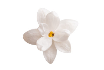 Obraz na płótnie Canvas lilac flower closeup isolated