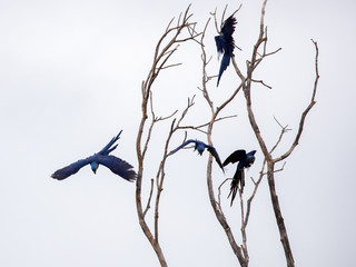 Vier freigestellte fliegende Hyazintharas in einem kahlen Baum