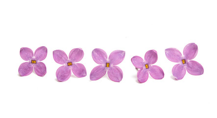 Fototapeta na wymiar lilac flower closeup isolated