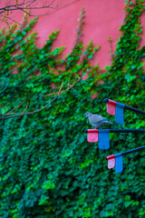 Pigeon in the Tourists destination Barcelona, Spain. Barcelona is known as an Artistic city located in the east coast of Spain..
