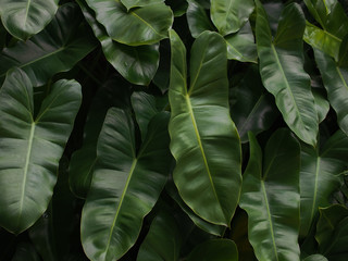 Tropical leaf texture foliage dark green background.