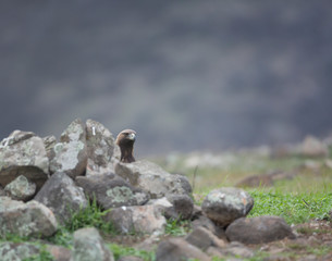 Golden eagle at Madzharovo, Rhodope mountains, Bulgaria.